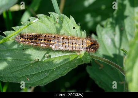 Grasglucke, Gras-Glucke, Trinkerin, Raupe, Philudoria Potatoria, Euthrix Potatoria, Trinker, Raupe, La Buveuse, Bombyx buveur, Glucken, Lasiocam Stockfoto