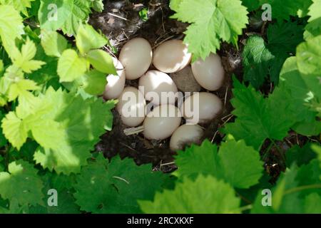 Stockente, Nest, Gelege, Ei, Eier, Stock-Ente, Anas platyrhynchos, Stockenten, Wildenten, Nest, Ei, Eier, Le Canard colvert, Canard Stockard Stockfoto