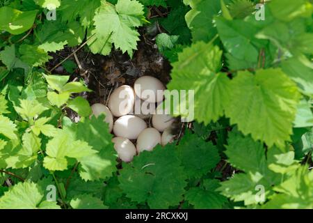 Stockente, Nest, Gelege, Ei, Eier, Stock-Ente, Anas platyrhynchos, Stockenten, Wildenten, Nest, Ei, Eier, Le Canard colvert, Canard Stockard Stockfoto