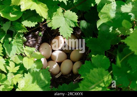 Stockente, Nest, Gelege, Ei, Eier, Stock-Ente, Anas platyrhynchos, Stockenten, Wildenten, Nest, Ei, Eier, Le Canard colvert, Canard Stockard Stockfoto