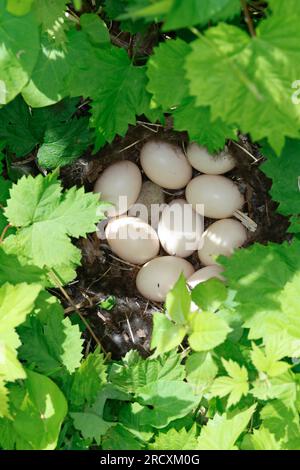 Stockente, Nest, Gelege, Ei, Eier, Stock-Ente, Anas platyrhynchos, Stockenten, Wildenten, Nest, Ei, Eier, Le Canard colvert, Canard Stockard Stockfoto