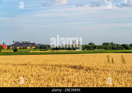 Duisburg-Baerl, Felder am linken Ufer des Rheins, Getreidefelder, Thyssenkrupp Stahlwerk in Duisburg Bruckhausen, rechtes Ufer des Rheins, NRW Stockfoto