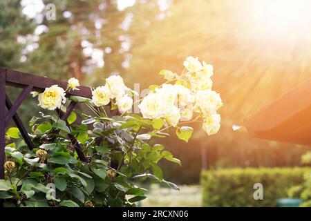 Blühende nostalgische, weiße Kletterrose auf Holzspalmen im wunderschönen Sommergarten Stockfoto