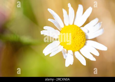 Makroaufnahme einer Gänseblume mit braunem Hintergrund. Hochwertiges Foto Stockfoto