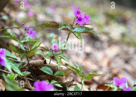 Die endemische Blütepflanze Cardamine glanduligera in den Karpaten in Europa. Im Beskidy-Gebirge in Polen. Stockfoto