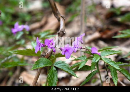 Die endemische Blütepflanze Cardamine glanduligera in den Karpaten in Europa. Im Beskidy-Gebirge in Polen. Stockfoto