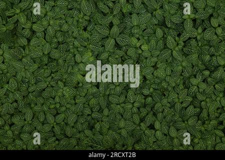 Grün dunkler Pflanzenhintergrund. Nervenpflanze (Fittonia albivenis) hinterlässt Textur in einem botanischen Garten. Stockfoto