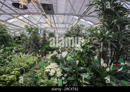 Große Glashalle mit Pflanzen in einem Gartenzentrum Stockfoto