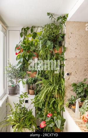Natürliche Pflanzen in den hängenden Töpfen im Balkongarten Stockfoto