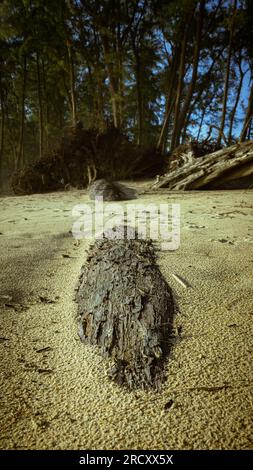 Toter Baumstamm, der im Sand am Strand vergraben ist Stockfoto