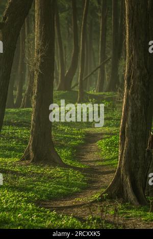 Waldweg durch wunderschöne Grünflächen; Pfad durch den Dschungel Stockfoto