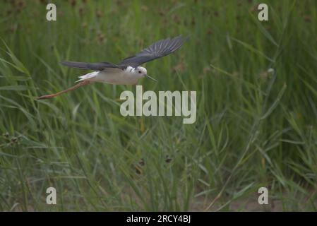 Himantopus himantopus, RSPB Frampton Marsh, Lincolnshire, Großbritannien. Stockfoto