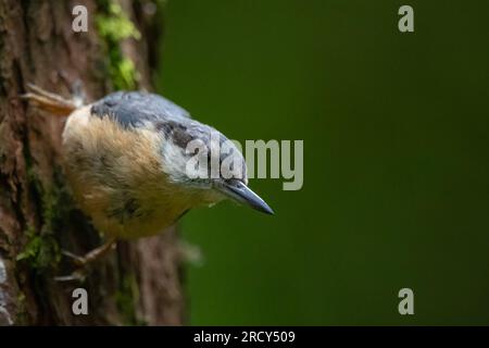 Nuthatch (Sitta europaea) im Queen Elizabeth Forest, Aberfoyle, Schottland, Vereinigtes Königreich. Stockfoto