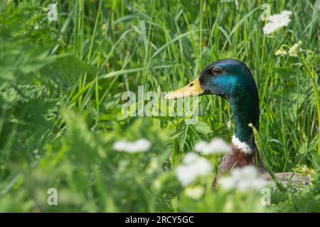 Mallard (Anas platyrhynchos), Perth, Perthshire, Schottland, Vereinigtes Königreich. Stockfoto