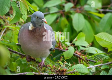 Woodpigeon (Columba palumbus), Perth, Schottland, Vereinigtes Königreich. Stockfoto