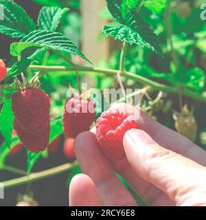 Himbeere in der Hand einer Frau, Nahaufnahme. Himbeeren ernten. Stockfoto