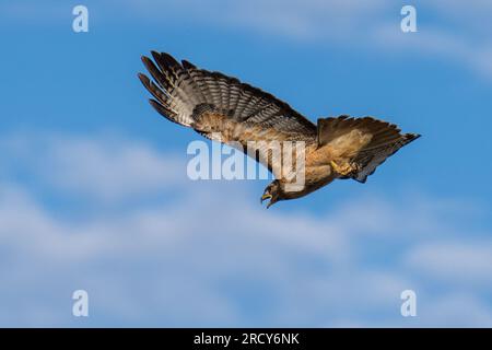 Rotschwanzfalke fliegt im Flug. Emigrant Lake, Ashland, Oregon Stockfoto