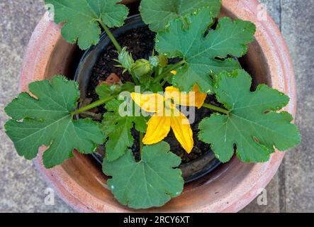 Blühende Zucchini-Pflanze im Topf im Garten Stockfoto