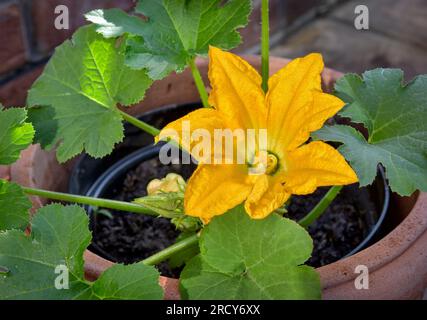 Blühende Zucchini-Pflanze im Topf im Garten Stockfoto