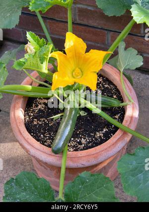 Blühende Zucchini-Pflanze im Topf im Garten Stockfoto