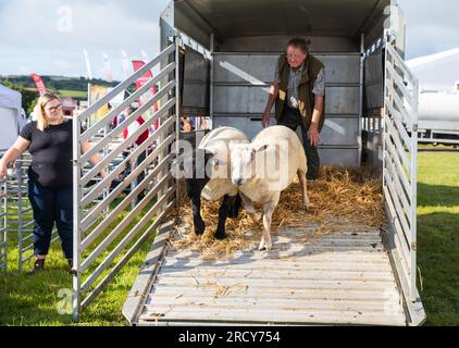 Stithians, Cornwall, Großbritannien. 17. Juli 2023. Stithians Show ist Cornwalls größte eintägige Landwirtschaftsausstellung. Es ist heute nach drei Jahren mit einem traditionellen Geschmack des ländlichen Lebens zurückgekehrt, Stithians Show hatte für jeden etwas zu bieten; Ausstellungen und Demonstrationen, Tiere, Messegelände, Oldtimer, Speisen und Kunsthandwerk und eine große Auswahl an Einkaufsmöglichkeiten an den Handelsständen und lokalen Produzenten. Kredit: Keith Larby/Alamy Live News Stockfoto