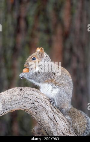 Graues Eichhörnchen (Scurius carolinensis), Fütterung von Hickorynuss, Frühling, E USA, von Dominique Braud/Dembinsky Photo Assoc Stockfoto