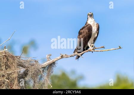 Fischadler (Pandion haliaetus), in der Nähe des Nestes, April, Flug, Florida, USA, von Dominique Braud/Dembinsky Photo Assoc Stockfoto