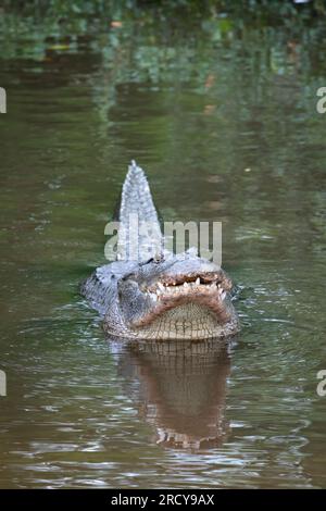 Amerikanischer Alligator (Alligator mississippiensis), der vor der Paarung ein Brautverhalten zeigt, Florida, USA, von Dominique Braud/Dembinsky Photo Assoc Stockfoto