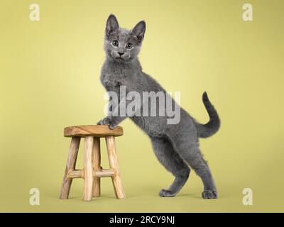 Süßes russisches Kätzchen mit blauer Katze, seitlich stehend, mit Pfoten vorne auf einem kleinen Holzhocker. Ich sehe direkt auf die Linse. Isoliert auf einem hellgrünen Hintergrund Stockfoto