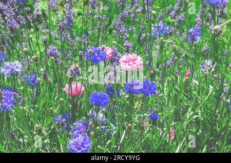 Wildblumen. Mehrfarbige Centaurea-Blumen und Lavendel Stockfoto