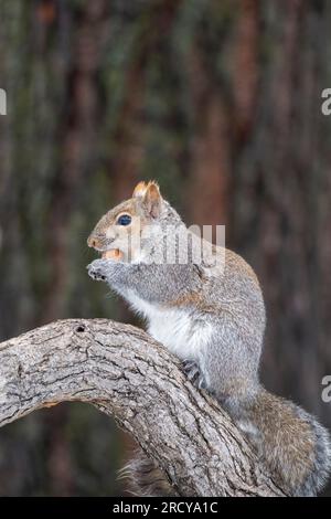Graues Eichhörnchen (Scurius carolinensis), Fütterung von Hickorynuss, Frühling, E USA, von Dominique Braud/Dembinsky Photo Assoc Stockfoto