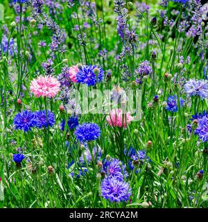 Wildblumen. Mehrfarbige Centaurea-Blumen und Lavendel Stockfoto