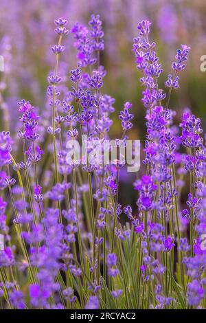 Violett-violette Lavendelfeld-Nahaufnahme. Blüten in Pastelltönen auf weichem Hintergrund Stockfoto