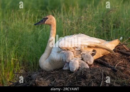 Ein Paar Trompeterschwäne (Cygnus Buccinator) mit Cygnets auf der aktiven Biberhütte, Wisconsin, USA, von Dominique Braud/Dembinsky Photo Assoc Stockfoto