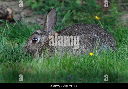 Der europäische Kaninchen oder coney ist eine auf der Iberischen Halbinsel im Westen Frankreichs heimische Kaninchenart. Stockfoto