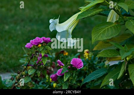 Nahaufnahme der weißen Calystegia silvatica Blume, ipomoea obscura oder auch bekannt als Morgengloria und rosa Lavatera im Garten, Sofia, Bulgarien Stockfoto