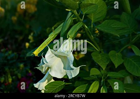 Nahaufnahme der weißen Calystegia silvatica Blume, ipomoea obscura oder auch bekannt als Morgengloria und rosa Lavatera im Garten, Sofia, Bulgarien Stockfoto