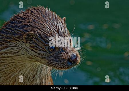 Eurasischer Otter (Lutra lutra) junger Otter, der mit dem Kopf über dem Wasser schwimmt. Stockfoto