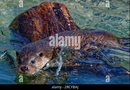 Eurasischer Otter (Lutra lutra) junger Otter, der mit dem Kopf über dem Wasser schwimmt. Stockfoto