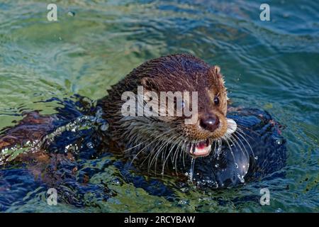 Eurasischer Otter (Lutra lutra) unreifer Otter, der mit Ball im Wasser spielt. Stockfoto
