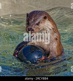 Eurasischer Otter (Lutra lutra) unreifer Otter, der mit Ball im Wasser spielt. Stockfoto