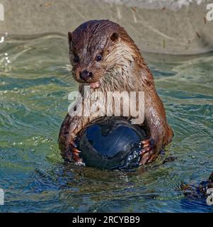 Eurasischer Otter (Lutra lutra) unreifer Otter, der mit Ball im Wasser spielt. Stockfoto