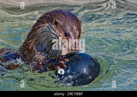 Eurasischer Otter (Lutra lutra) unreifer Otter, der mit Ball im Wasser spielt. Stockfoto