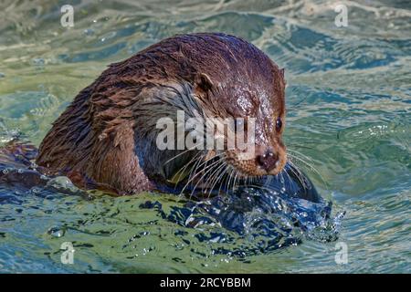 Eurasischer Otter (Lutra lutra) unreifer Otter, der mit Ball im Wasser spielt. Stockfoto