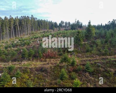 Waldverödung und Wiederaufforstung durch den Klimawandel in Bayern im Wald Stockfoto