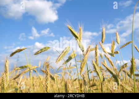 Hintergründe der Reifeohren des Weizenfeldes. Weizenfeld. Weizenohren-Nahaufnahme. Stockfoto
