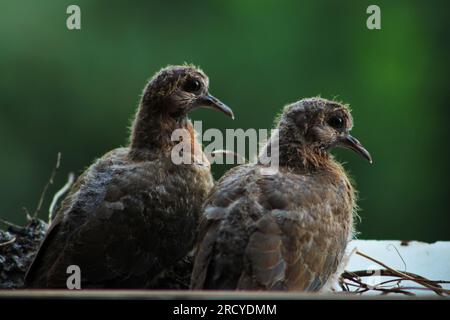 Zwei lachende Tauben (Spilopelia senegalensis) im Nest im Fenster warten auf die Fütterung durch ihre Mutter. Stockfoto