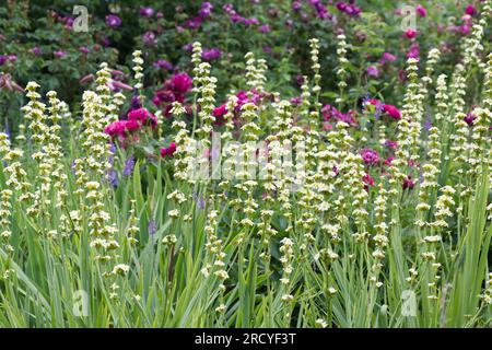 Sommerblumen mit blassgelben Blüten von Sisyrinchium striatum vor alten rosa Rosen und lila Toadflax Linaria purpurea UK Garden Juni Stockfoto