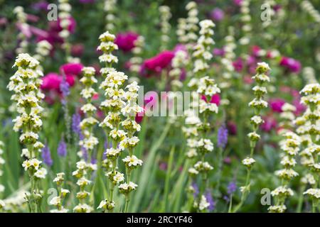 Sommerblumen mit blassgelben Blüten von Sisyrinchium striatum vor alten rosa Rosen und lila Toadflax Linaria purpurea UK Garden Juni Stockfoto