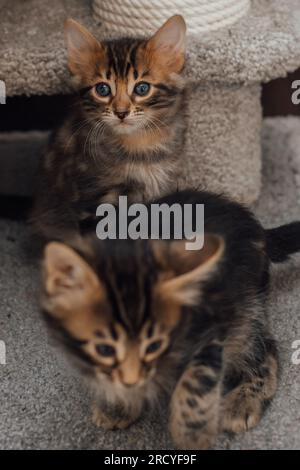 Zwei junge, niedliche bengal-Kätzchen, die drinnen auf einem weichen Katzenregal eines Katzenhauses sitzen. Stockfoto